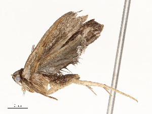  ( - CBG-A58661-D12)  @11 [ ] CreativeCommons - Attribution Share - Alike (2025) CBG Photography Group Centre for Biodiversity Genomics