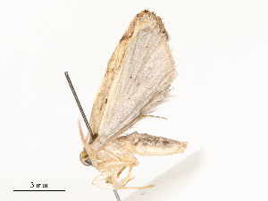  ( - CBG-A58661-F01)  @11 [ ] CreativeCommons - Attribution Share - Alike (2025) CBG Photography Group Centre for Biodiversity Genomics
