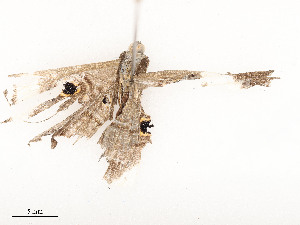  ( - CBG-A58661-F11)  @11 [ ] CreativeCommons - Attribution Share - Alike (2025) CBG Photography Group Centre for Biodiversity Genomics