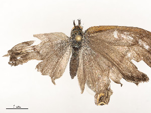  ( - CBG-A58661-G06)  @11 [ ] CreativeCommons - Attribution Share - Alike (2025) CBG Photography Group Centre for Biodiversity Genomics