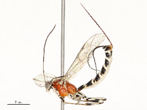  ( - CBG-A58697-C08)  @11 [ ] CreativeCommons - Attribution Share - Alike (2024) CBG Photography Group Centre for Biodiversity Genomics
