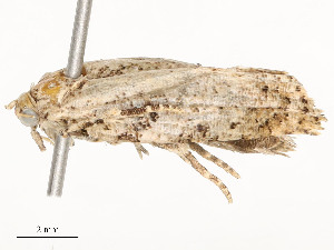  (tortMalaise9977 - CBG-A58697-D05)  @11 [ ] CreativeCommons - Attribution Share - Alike (2024) CBG Photography Group Centre for Biodiversity Genomics