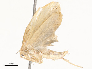  ( - CBG-A58697-E06)  @11 [ ] CreativeCommons - Attribution Share - Alike (2024) CBG Photography Group Centre for Biodiversity Genomics