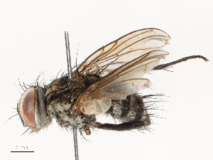  (Calolydella fredriksjobergi - CBG-A58698-H01)  @11 [ ] CreativeCommons - Attribution Share - Alike (2024) CBG Photography Group Centre for Biodiversity Genomics