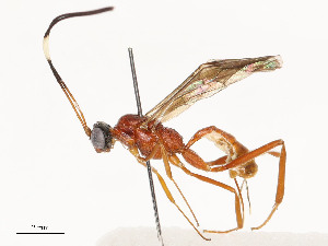  ( - CBG-A58700-E01)  @11 [ ] CreativeCommons - Attribution Share - Alike (2024) CBG Photography Group Centre for Biodiversity Genomics