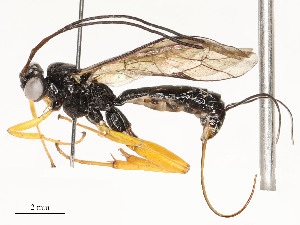  ( - CBG-A58700-G02)  @11 [ ] CreativeCommons - Attribution Share - Alike (2024) CBG Photography Group Centre for Biodiversity Genomics