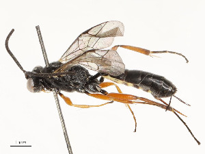  ( - CBG-A58700-H06)  @11 [ ] CreativeCommons - Attribution Share - Alike (2024) CBG Photography Group Centre for Biodiversity Genomics