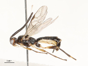  ( - CBG-A58701-G06)  @11 [ ] CreativeCommons - Attribution Share - Alike (2025) CBG Photography Group Centre for Biodiversity Genomics