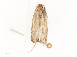  (gelMalaise01 Malaise9403 - CBG-A58701-G09)  @11 [ ] CreativeCommons - Attribution Share - Alike (2025) CBG Photography Group Centre for Biodiversity Genomics