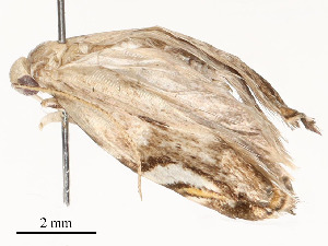  ( - CBG-A58701-H03)  @11 [ ] CreativeCommons - Attribution Share - Alike (2025) CBG Photography Group Centre for Biodiversity Genomics