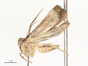  ( - CBG-A58701-H04)  @11 [ ] CreativeCommons - Attribution Share - Alike (2025) CBG Photography Group Centre for Biodiversity Genomics