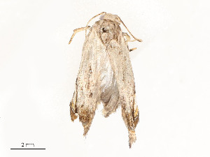  ( - CBG-A58701-H06)  @11 [ ] CreativeCommons - Attribution Share - Alike (2025) CBG Photography Group Centre for Biodiversity Genomics