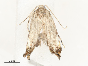  ( - CBG-A58702-A07)  @11 [ ] CreativeCommons - Attribution Share - Alike (2025) CBG Photography Group Centre for Biodiversity Genomics