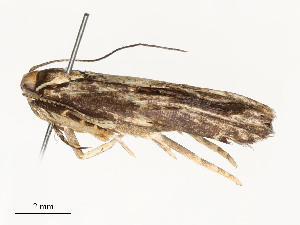  ( - CBG-A58702-A12)  @11 [ ] CreativeCommons - Attribution Share - Alike (2025) CBG Photography Group Centre for Biodiversity Genomics