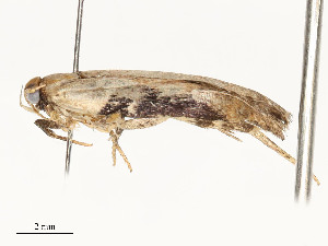  ( - CBG-A58702-B09)  @11 [ ] CreativeCommons - Attribution Share - Alike (2025) CBG Photography Group Centre for Biodiversity Genomics