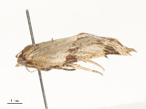  ( - CBG-A58702-C12)  @11 [ ] CreativeCommons - Attribution Share - Alike (2025) CBG Photography Group Centre for Biodiversity Genomics