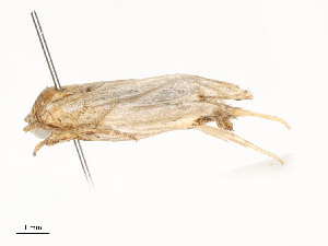  (Clepsis Malaise1333 - CBG-A58702-D04)  @11 [ ] CreativeCommons - Attribution Share - Alike (2025) CBG Photography Group Centre for Biodiversity Genomics