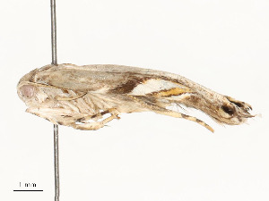  ( - CBG-A58702-D06)  @11 [ ] CreativeCommons - Attribution Share - Alike (2025) CBG Photography Group Centre for Biodiversity Genomics