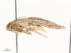  (Blastobasis Malaise6689 - CBG-A58702-E07)  @11 [ ] CreativeCommons - Attribution Share - Alike (2025) CBG Photography Group Centre for Biodiversity Genomics