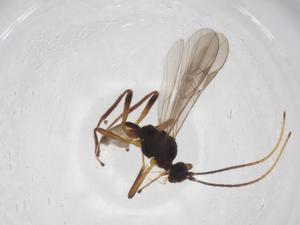  ( - CBG-A59229-F03)  @11 [ ] CreativeCommons - Attribution Share - Alike (2024) Centre for Biodiversity Genomics Centre for Biodiversity Genomics