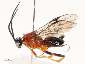  (Nealiolus Malaise3937 - CBG-A59485-F02)  @11 [ ] CreativeCommons - Attribution Share - Alike (2025) CBG Photography Group Centre for Biodiversity Genomics