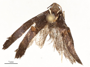  ( - CBG-A59493-F01)  @11 [ ] CreativeCommons - Attribution Share - Alike (2025) CBG Photography Group Centre for Biodiversity Genomics