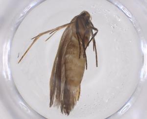  ( - CBG-A59562-C11)  @11 [ ] CreativeCommons - Attribution Share - Alike (2024) Centre for Biodiversity Genomics Centre for Biodiversity Genomics