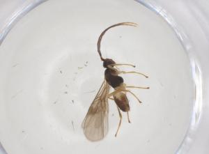  ( - CBG-A59563-C05)  @11 [ ] CreativeCommons - Attribution Share - Alike (2024) Centre for Biodiversity Genomics Centre for Biodiversity Genomics