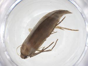  ( - CBG-A59564-G12)  @11 [ ] CreativeCommons - Attribution Share - Alike (2024) Centre for Biodiversity Genomics Centre for Biodiversity Genomics