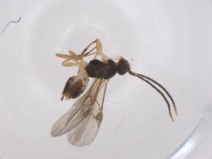  ( - CBG-A59565-B08)  @11 [ ] CreativeCommons - Attribution Share - Alike (2024) Centre for Biodiversity Genomics Centre for Biodiversity Genomics