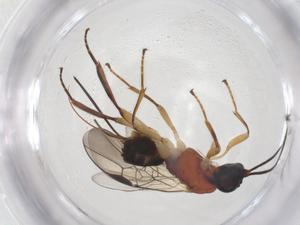  ( - CBG-A59566-G02)  @11 [ ] CreativeCommons - Attribution Share - Alike (2024) Centre for Biodiversity Genomics Centre for Biodiversity Genomics