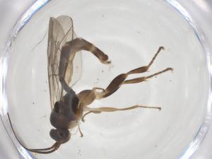  ( - CBG-A59568-G10)  @11 [ ] CreativeCommons - Attribution Share - Alike (2024) Centre for Biodiversity Genomics Centre for Biodiversity Genomics