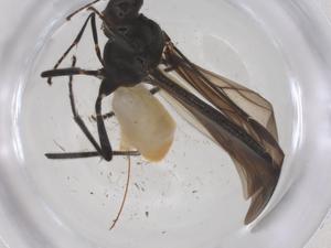  ( - CBG-A59590-B11)  @11 [ ] CreativeCommons - Attribution Share - Alike (2024) Centre for Biodiversity Genomics Centre for Biodiversity Genomics