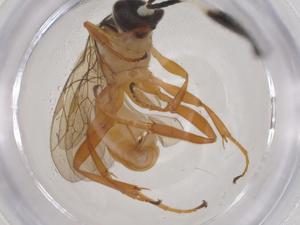  ( - CBG-A59591-F08)  @11 [ ] CreativeCommons - Attribution Share - Alike (2024) Centre for Biodiversity Genomics Centre for Biodiversity Genomics