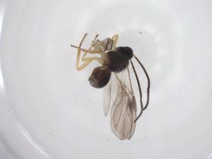  ( - CBG-A59592-F10)  @11 [ ] CreativeCommons - Attribution Share - Alike (2024) Centre for Biodiversity Genomics Centre for Biodiversity Genomics