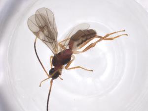  ( - CBG-A59593-H08)  @11 [ ] CreativeCommons - Attribution Share - Alike (2024) Centre for Biodiversity Genomics Centre for Biodiversity Genomics