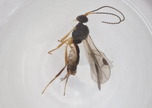  ( - CBG-A59594-A10)  @11 [ ] CreativeCommons - Attribution Share - Alike (2024) Centre for Biodiversity Genomics Centre for Biodiversity Genomics