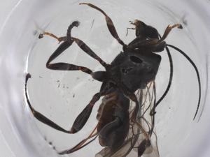  ( - CBG-A59595-E07)  @11 [ ] CreativeCommons - Attribution Share - Alike (2024) Centre for Biodiversity Genomics Centre for Biodiversity Genomics