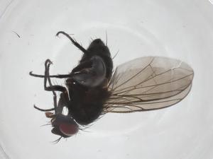  ( - CBG-A59595-H07)  @11 [ ] CreativeCommons - Attribution Share - Alike (2024) Centre for Biodiversity Genomics Centre for Biodiversity Genomics