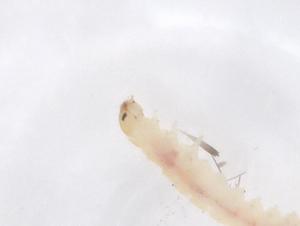  ( - CBG-A59891-A02)  @11 [ ] CreativeCommons - Attribution Share - Alike (2024) Centre for Biodiversity Genomics Centre for Biodiversity Genomics