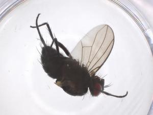  ( - CBG-A60157-H01)  @11 [ ] CreativeCommons - Attribution Share - Alike (2024) Centre for Biodiversity Genomics Centre for Biodiversity Genomics