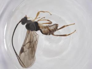  ( - CBG-A60172-E07)  @11 [ ] CreativeCommons - Attribution Share - Alike (2024) Centre for Biodiversity Genomics Centre for Biodiversity Genomics