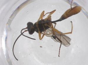  ( - CBG-A60172-G05)  @11 [ ] CreativeCommons - Attribution Share - Alike (2024) Centre for Biodiversity Genomics Centre for Biodiversity Genomics