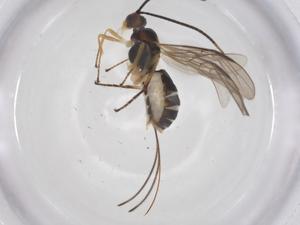  ( - CBG-A60175-F03)  @11 [ ] CreativeCommons - Attribution Share - Alike (2024) Centre for Biodiversity Genomics Centre for Biodiversity Genomics