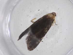  (gelMalaise01 Malaise8981 - CBG-A60176-E09)  @11 [ ] CreativeCommons - Attribution Share - Alike (2024) Centre for Biodiversity Genomics Centre for Biodiversity Genomics