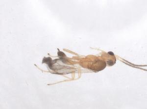  (Syntretus Malaise383 - CBG-A60905-B12)  @11 [ ] CreativeCommons - Attribution Share - Alike (2024) Centre for Biodiversity Genomics Centre for Biodiversity Genomics