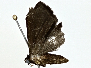  ( - BIOUG64428-A04)  @11 [ ] CreativeCommons - Attribution (2022) CBG Photography Group Centre for Biodiversity Genomics