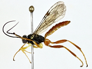  ( - BIOUG64428-D02)  @11 [ ] CreativeCommons - Attribution (2022) CBG Photography Group Centre for Biodiversity Genomics