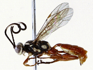  ( - BIOUG73030-D11)  @11 [ ] CreativeCommons - Attribution (2022) CBG Photography Group Centre for Biodiversity Genomics