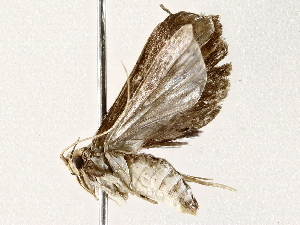  ( - BIOUG73030-E05)  @11 [ ] CreativeCommons - Attribution (2022) CBG Photography Group Centre for Biodiversity Genomics